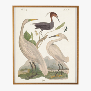 Framed Egrets Bookplate Print