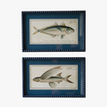 Framed Fish Prints