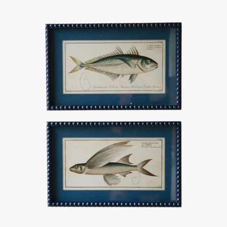 Framed Fish Prints