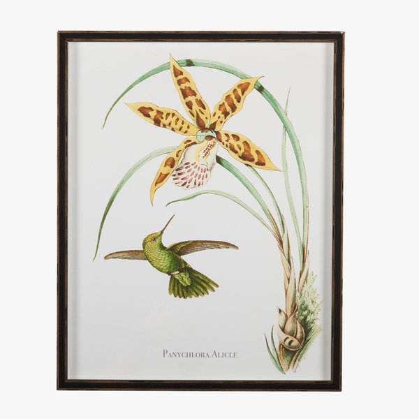 Framed Hummingbird Botanical Print II