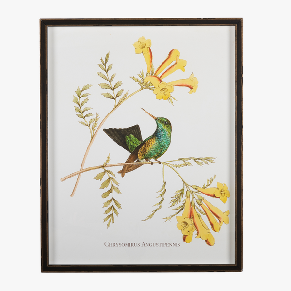 Framed Hummingbird Botanical Print IV