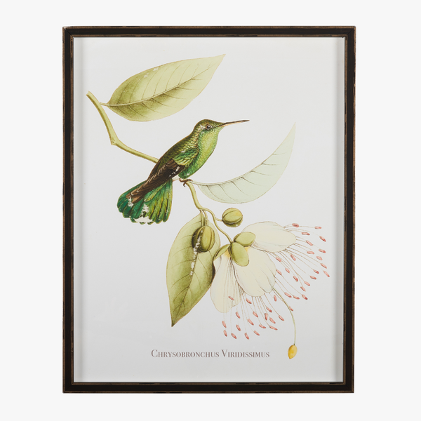 Framed Hummingbird Botanical Print I