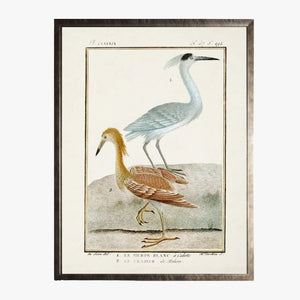 Framed Shorebirds III Bookplate Print