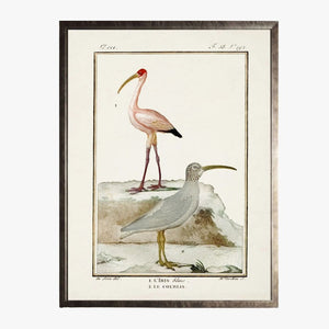 Framed Shorebirds IV Bookplate Print