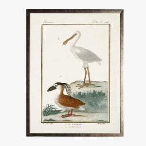 Framed Shorebirds I Bookplate Print
