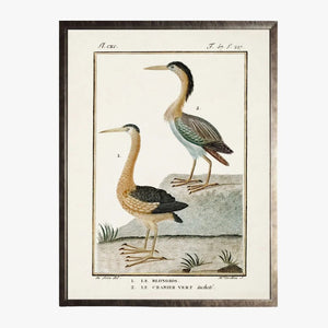 Framed Shorebirds V Bookplate Print