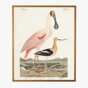 Framed Spoonbill Bookplate Print