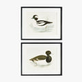 Framed Wading Duck Prints