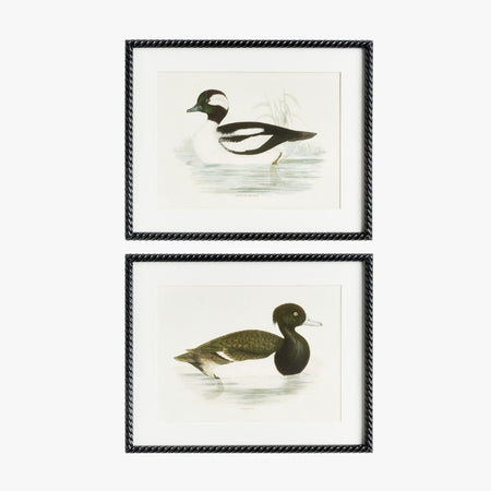 Framed Wading Duck Prints