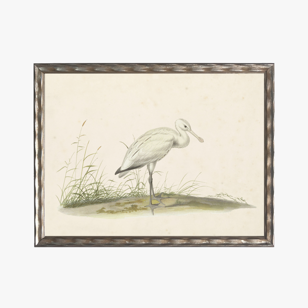 Framed Waterbird III Bookplate Print