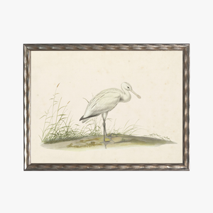Framed Waterbird III Bookplate Print