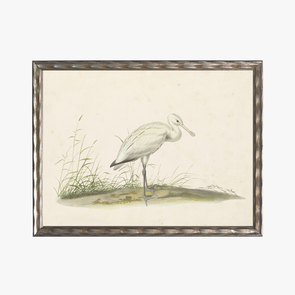 Framed Waterbird III Bookplate Print