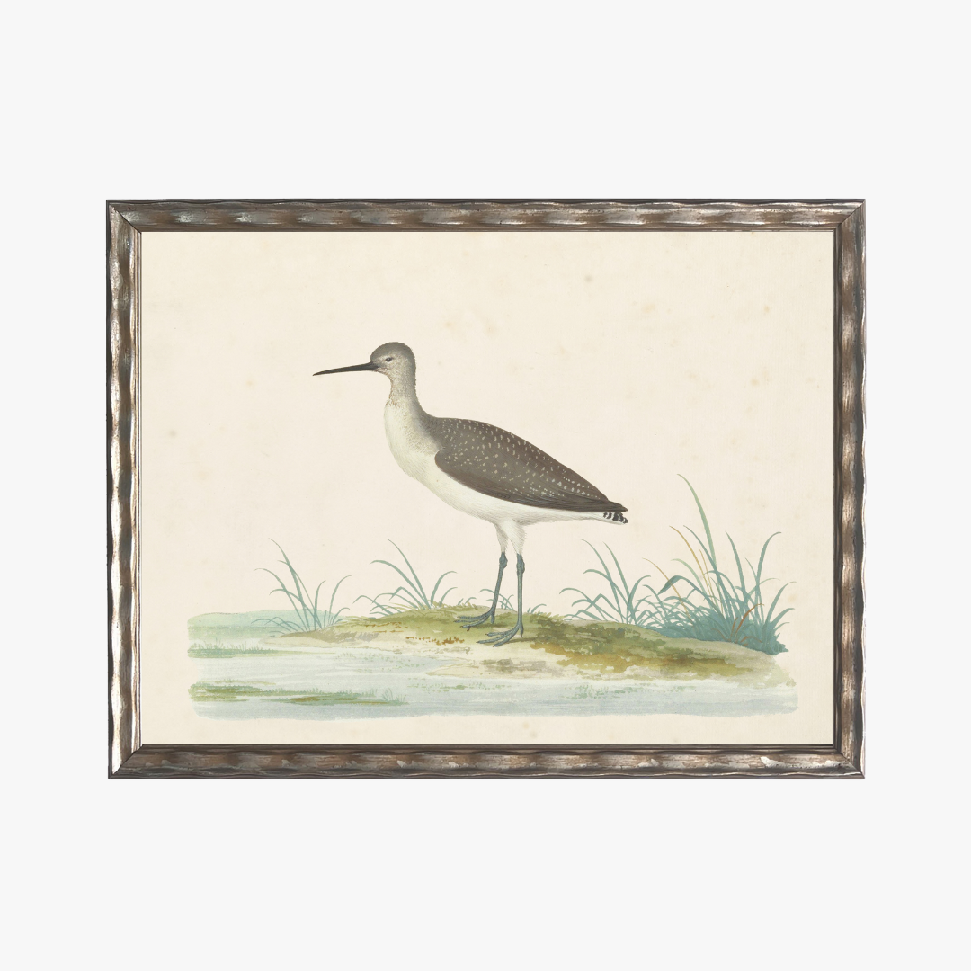 Framed Waterbird IV Bookplate Print