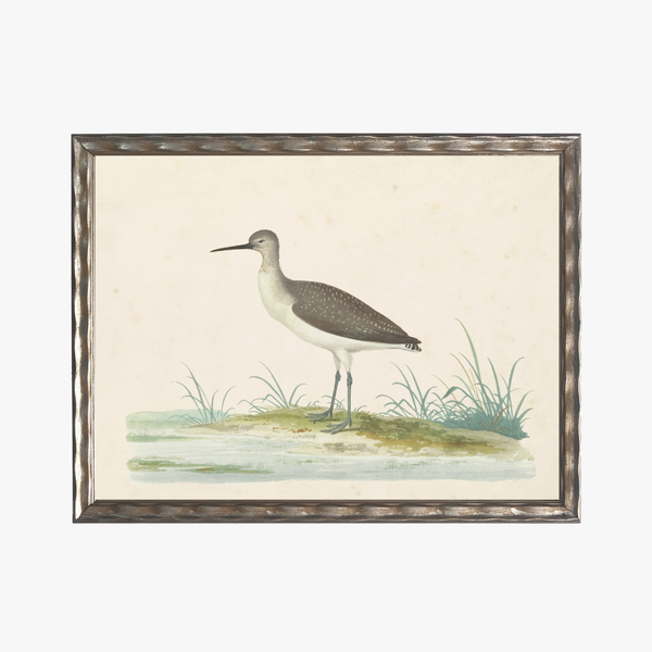 Framed Waterbird IV Bookplate Print