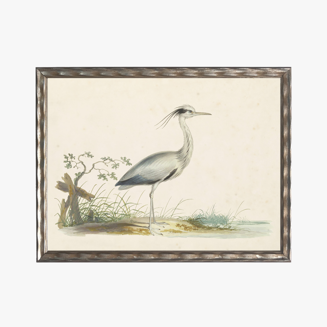 Framed Waterbird I Bookplate Print