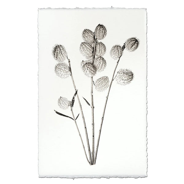 Milkweed Botanical Print on Watercolor Paper