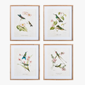 Set of Four Hummingbirds with Blush Blooms Framed Prints