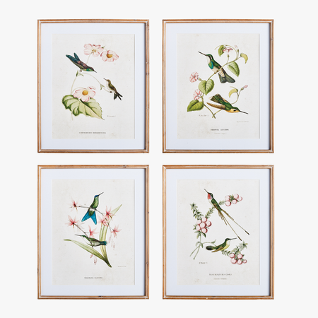 Set of Four Hummingbirds with Blush Blooms Framed Prints