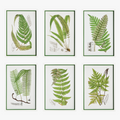 Set of six framed botanical prints featuring green ferns on a white background