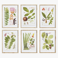 Leaf Botanical Study Framed Prints