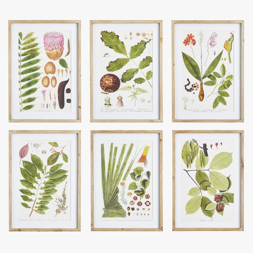 Leaf Botanical Study Framed Prints