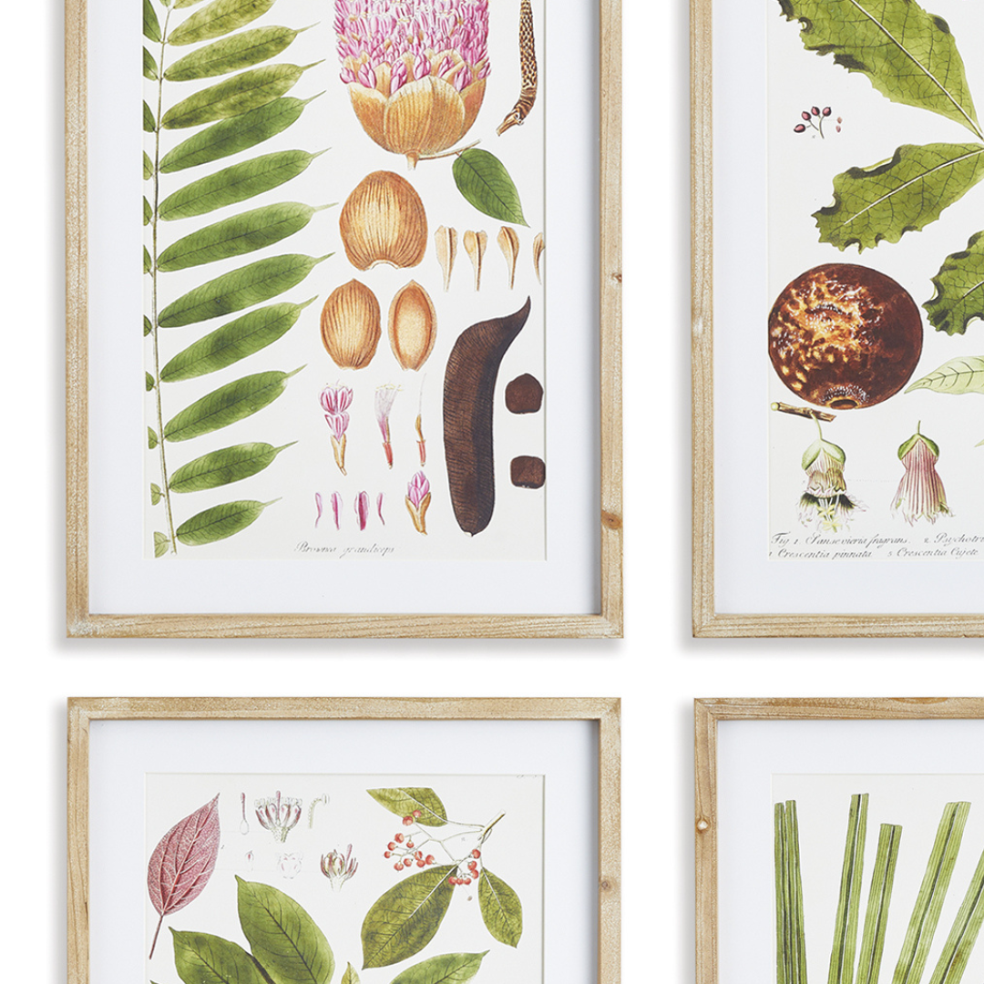 Leaf Botanical Study Framed Prints closeup