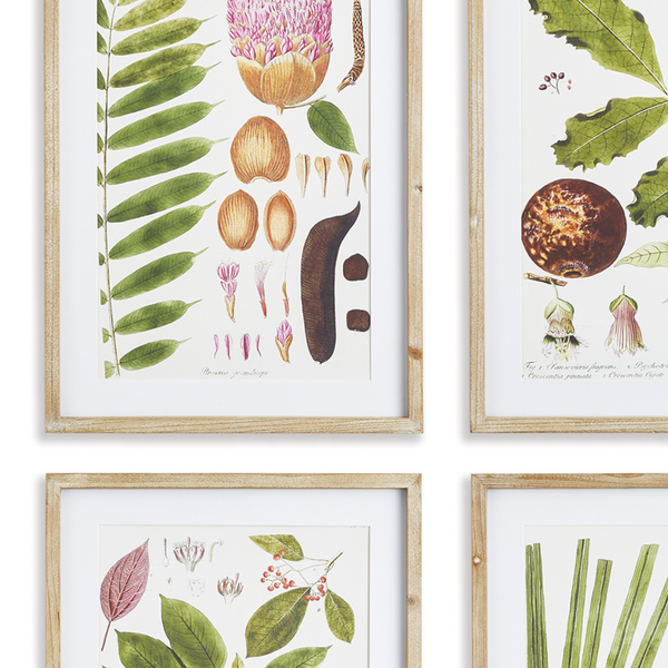 Leaf Botanical Study Framed Prints closeup