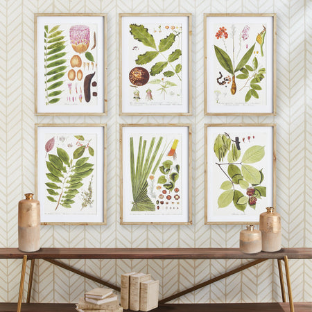 Leaf Botanical Study Framed Prints on wall