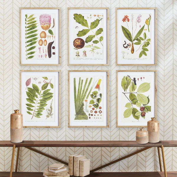 Leaf Botanical Study Framed Prints on wall