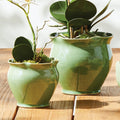Margot Green Ruffle Pots with plants