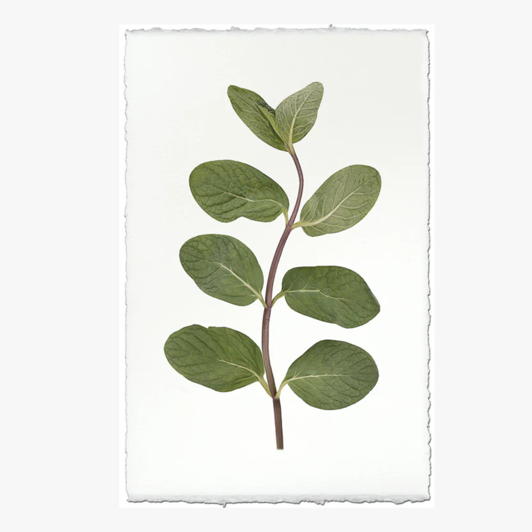 Mint Print on English watercolor paper