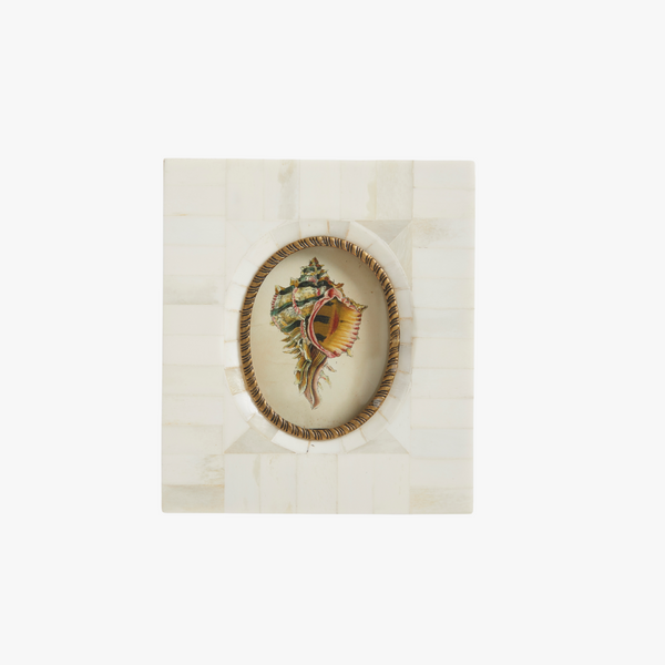 Murex Seashell Print in Bone Frame