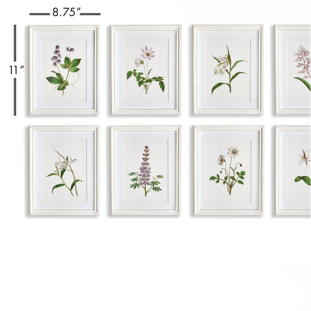 Les Fleurs Petite Framed Prints dimensions