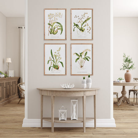 Orchid Study Framed Prints above console table