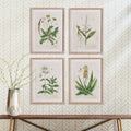 Botanical Study Framed Prints on wall