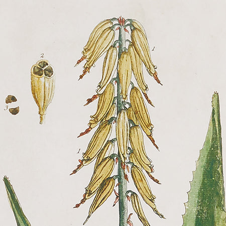 Botanical Study Framed Prints closeup