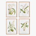 Orchid Study Framed Prints