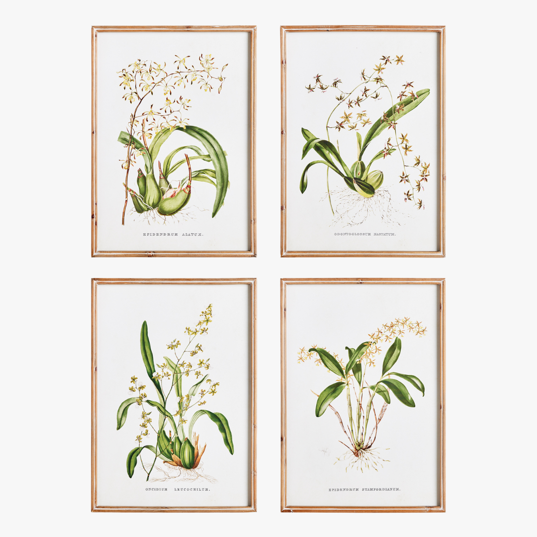 Orchid Study Framed Prints