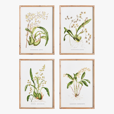 Orchid Study Framed Prints