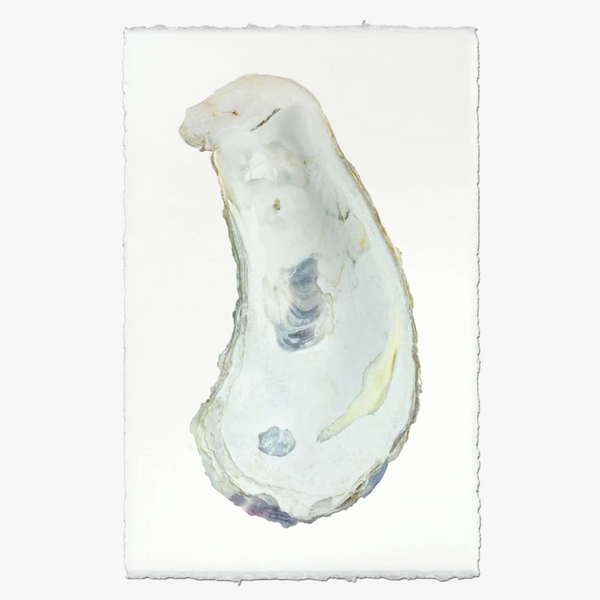 Oyster Study No. 1 Print