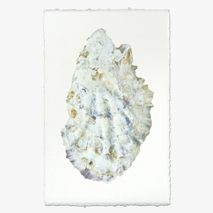 Oyster Study No. 2 Print