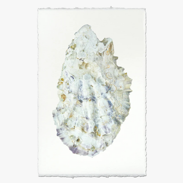 Oyster Study No. 2 Print