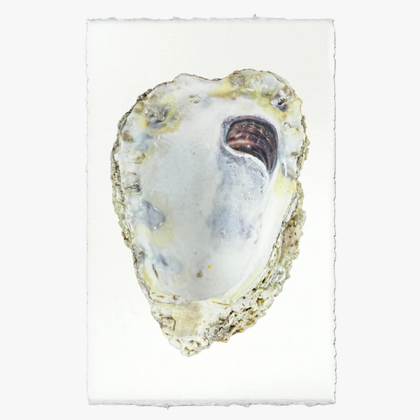 Oyster Study No. 3 Print