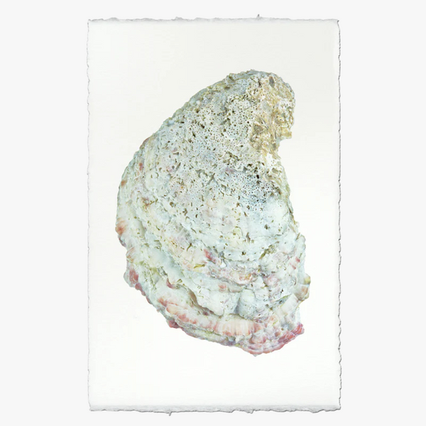 Oyster Study No. 4 Print