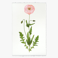 Pink Poppy Flower Photo Print on English Watercolor Paper