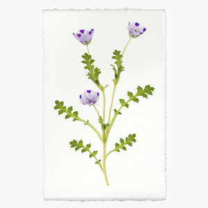 Fivespot Wildflower Print