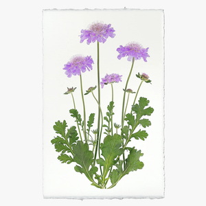 Pincushion Flower Print