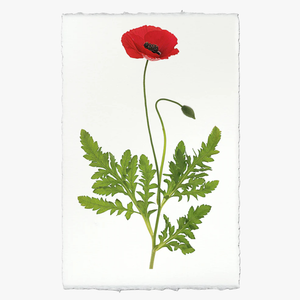 Red Poppy Print