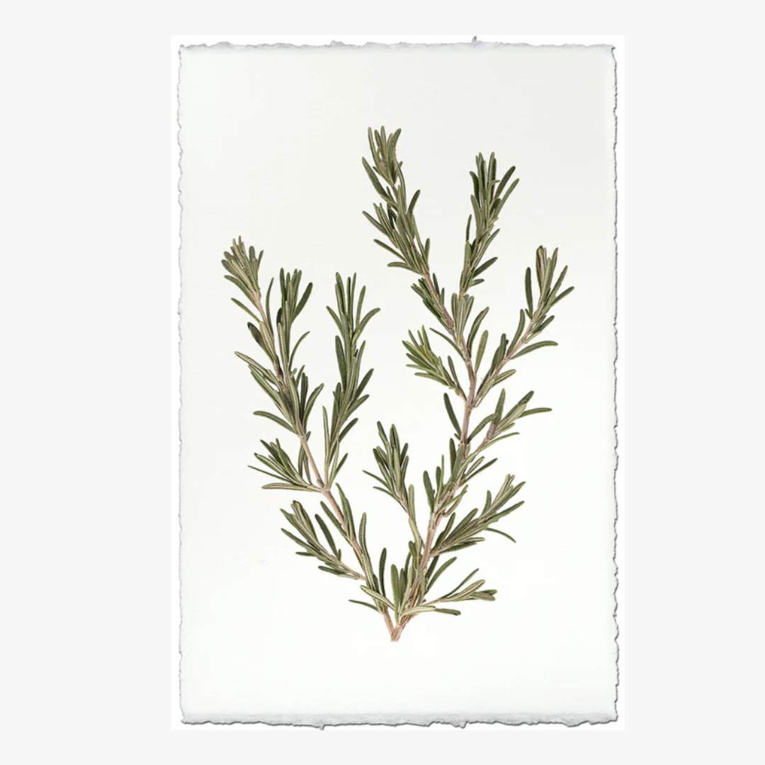 Rosemary Print on English watercolor paper
