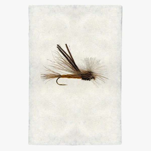 Royal Wulff Fishing Fly Print